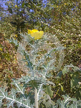 Argemone Mexicana Maxican Poppy plant and flower growing.