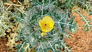 Argemone mexicana or mexican poppy photo