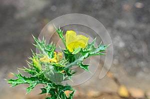 Argemone Mexicana or Mexican poppy photo