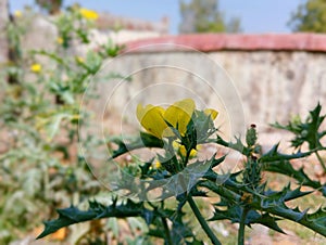 Argemone mexicana plant and it's thorny leaves