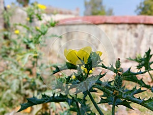 Argemone mexicana plant with yellow flower