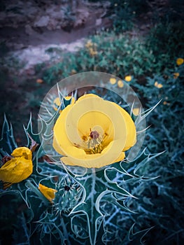 Argemone mexicana is a species of poppy found in Mexico.