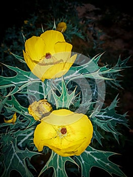 Argemone mexicana is a species of poppy found in Mexico.