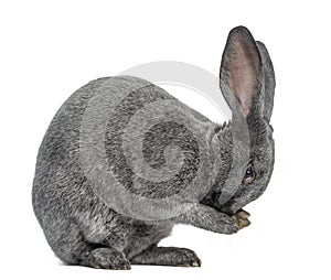 Argente rabbit isolated on white