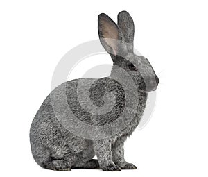 Argente rabbit isolated on white