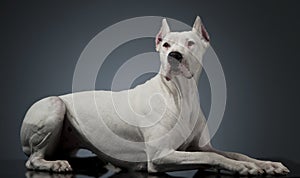 Argentin Dog lying on the shiny studio table photo