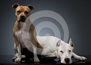 Argentin Dog and Staffordshire Terrier on the floor photo