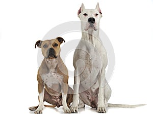Argentin Dog and Staffordshire Terrier sitting on the white floor photo