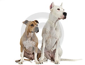Argentin Dog and Staffordshire Terrier on the white floor