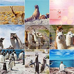 Argentina animals