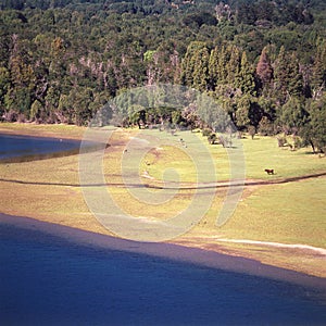 Argentina Bariloche landscape with forest and Lake Nahuel Huapi