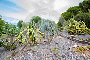 Argentina Cordoba american agave in a garden