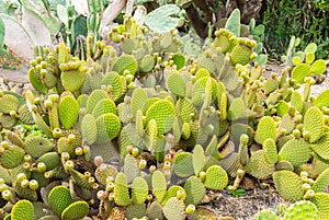Argentina Cordoba cactus in tropical garden