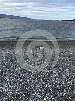 Penguin on Martillo Island posing for tourists photo