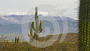 Argentina, Salta, los Cardones national park. Big cactus with snowy mountains at background. Gimbal shot, 4K