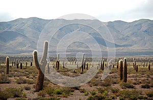 Argentina travelling: Cardon Cactus Field photo