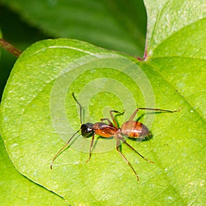 Argentine Ant (Linepithema humile)