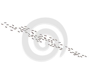 Argentine ants crawl in a line