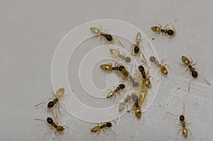 Ghost ants Tapinoma melanocephalum feeding on food scraps.