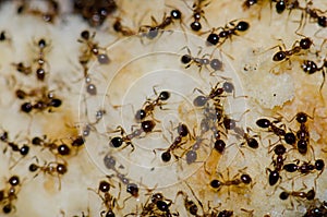 Argentine ants Linepithema humile feeding on food scraps.