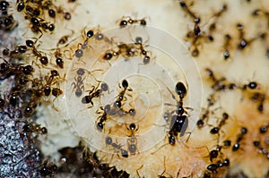 Argentine ants Linepithema humile feeding on food scraps.