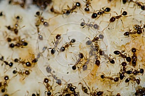 Argentine ants Linepithema humile feeding on food scraps.