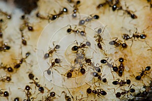 Argentine ants Linepithema humile feeding on food scraps.