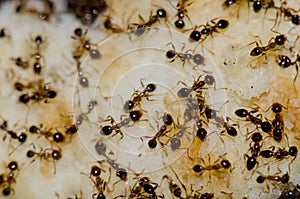 Argentine ants Linepithema humile feeding on food scraps. photo
