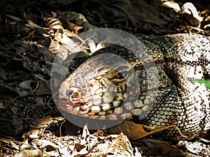 Argentine Black and White Giant Tegu Tupinambis Merianae or Sal photo