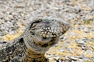 Argentine Black and White Giant Tegu, Tupinambis Merianae or Salvator Merianae