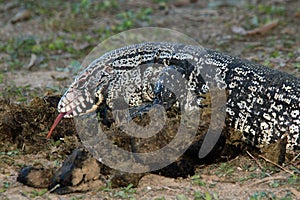 Argentine Black and White Tegu