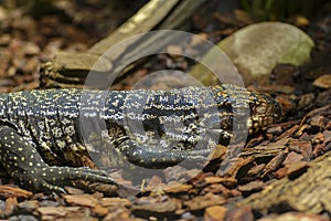 Argentine black and white tegu