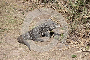 Argentine black and white tegu ambling along a dusty path.