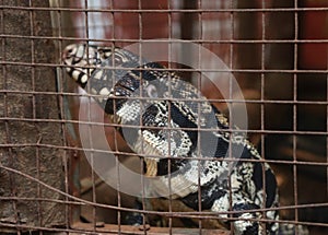 Argentine black and white tegu big dangerous lizard closeup in the cage