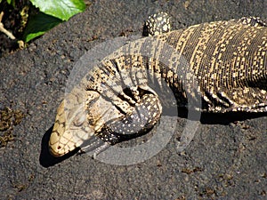 Argentine Black and White Tegu at Iguazu Falls