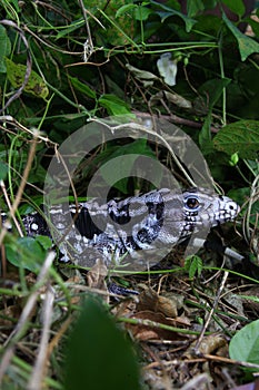 Argentine black and white tegu Salvator merianae