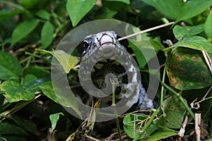 Argentine black and white tegu Salvator merianae