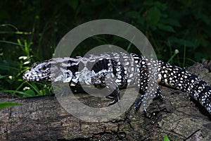 Argentine black and white tegu Salvator merianae