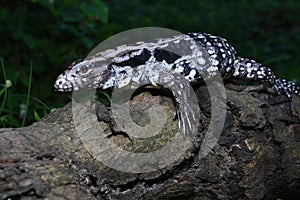 Argentine black and white tegu Salvator merianae