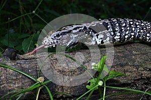 Argentine black and white tegu Salvator merianae