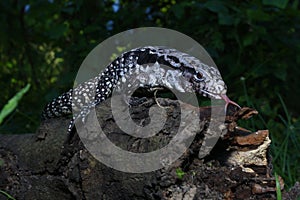 Argentine black and white tegu Salvator merianae