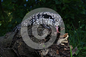 Argentine black and white tegu Salvator merianae