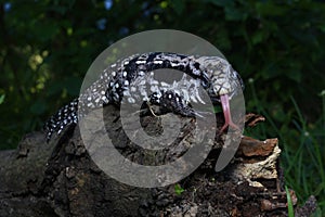 Argentine black and white tegu Salvator merianae