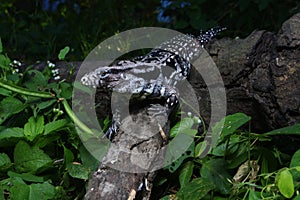 Argentine black and white tegu Salvator merianae