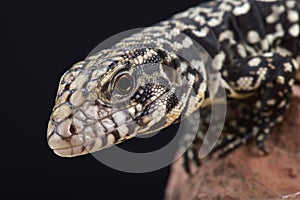 Argentine black and white tegu (Salvator merianae)