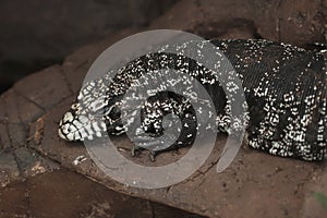 Argentine black and white tegu Salvator merianae photo