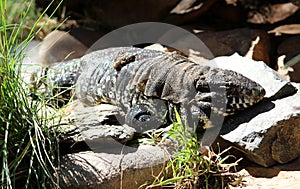 Argentine black and white tegu (Salvator merianae) basking in the sun : (pix Sanjiv Shukla)