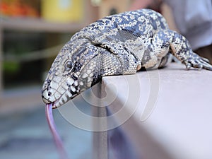 Argentine black and white tegu with tongue out