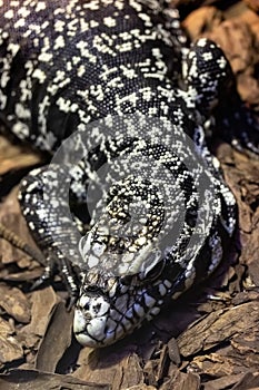 Argentine black and white tegu. Tupinambis merianae. photo