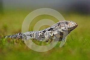 Argentine Black and White Tegu, Tupinambis merianae, big reptile in the nature habitat, green exotic tropic animal in the green me photo